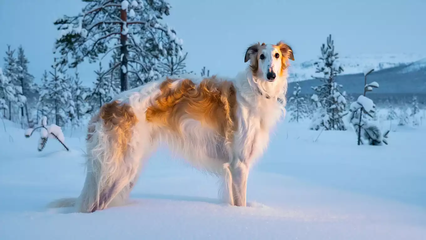 Barzoï élégant debout dans un paysage enneigé de Russie, entouré d’arbres givrés et de montagnes.