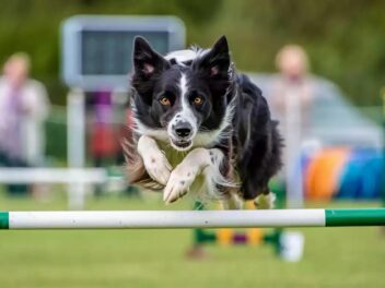 L&rsquo;Agility, quand la complicité avec votre chien devient un sport passionnant