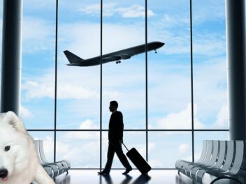 Émotion et stupeur, un chien broyé par un tapis à bagages à l&rsquo;aéroport de Calvi