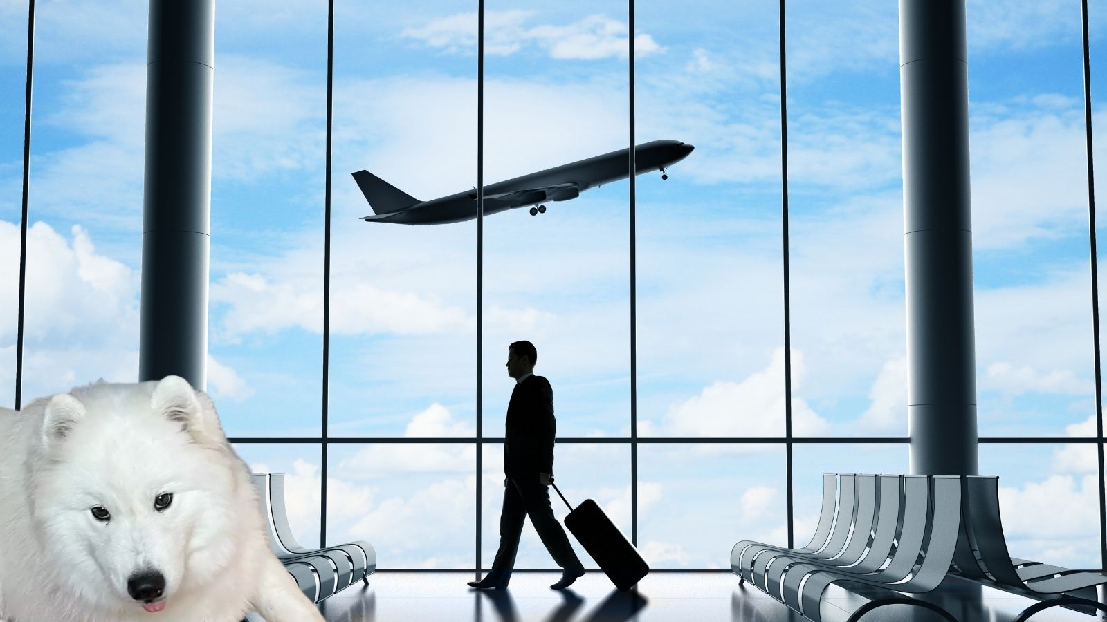 Émotion et stupeur, un chien broyé par un tapis à bagages à l&rsquo;aéroport de Calvi