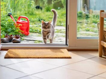 Quand un chat s&rsquo;impose : l&rsquo;incroyable histoire d&rsquo;une adoption imprévue