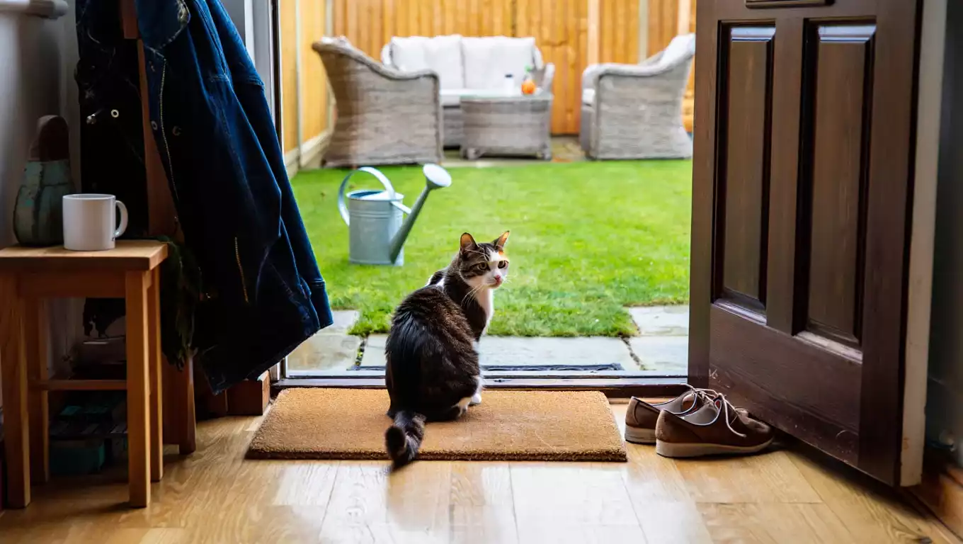 Chat posé à l’intérieur d’une maison, juste après être entré par la porte du jardin, ambiance naturelle et spontanée