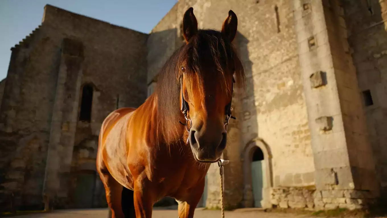 Cheval comtois devant les murs historiques de la Grande Saline à Salins-les-Bains au coucher du soleil.