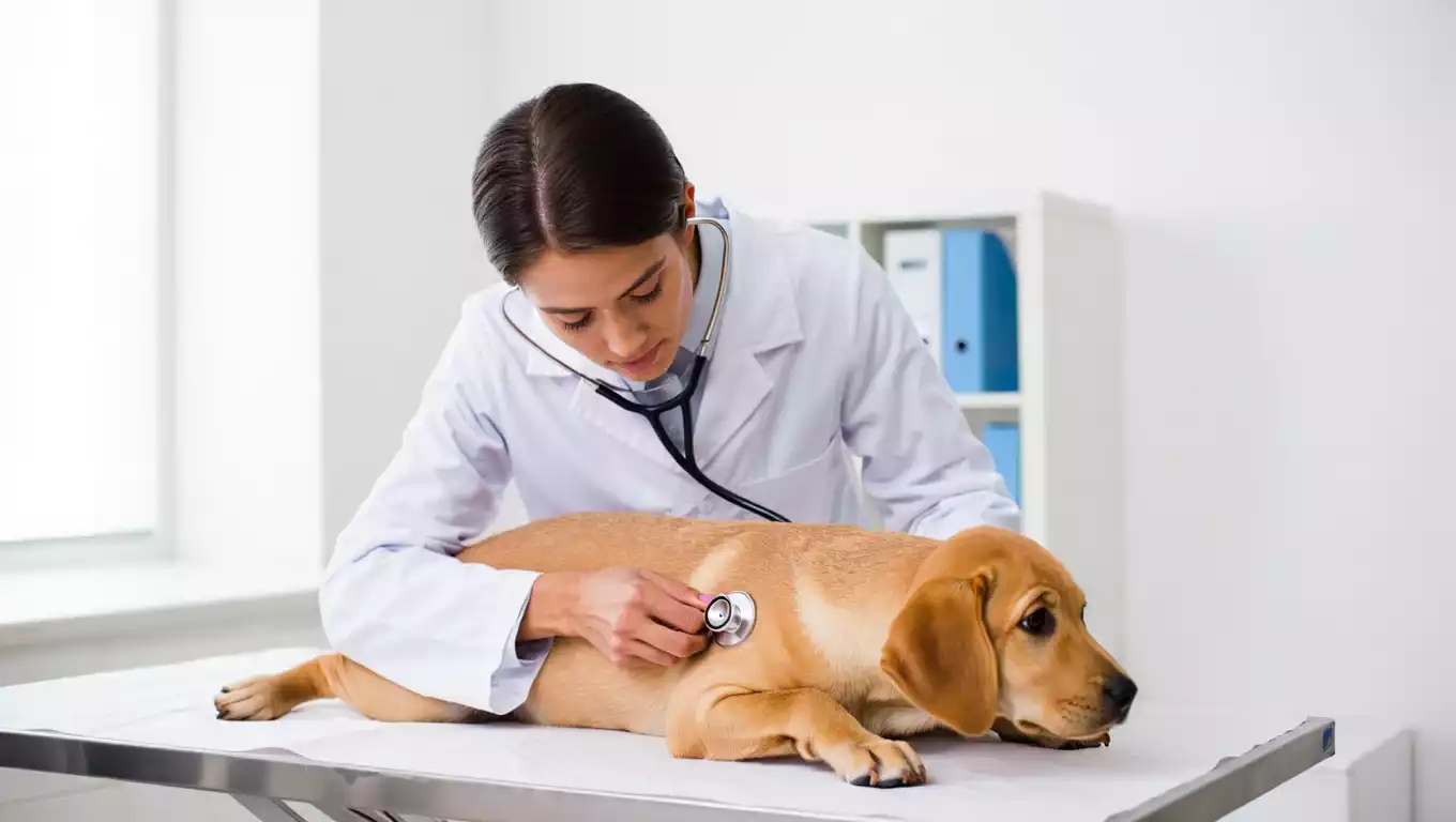 Chien en consultation vétérinaire pendant un contrôle de santé.