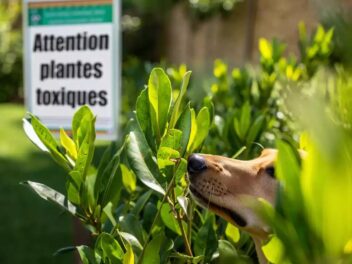 Empoisonnements d&rsquo;animaux de compagnie, hausse inquiétante en France