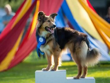 Est-ce qu&rsquo;un chien non LOF peut participer aux concours de beauté ?
