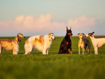 Découvrez les chiens aux longs museaux : compagnons élégants et flair inégalé !