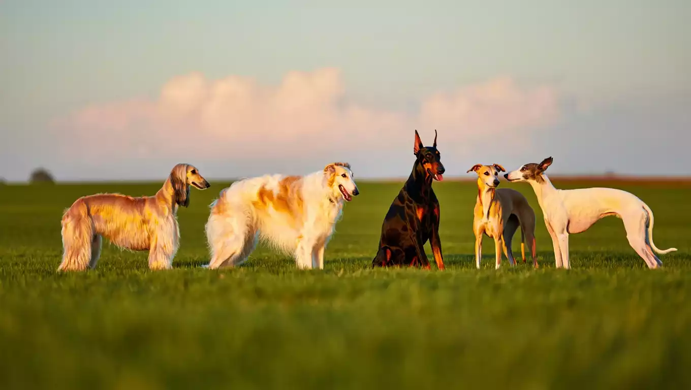 Découvrez les chiens aux longs museaux : compagnons élégants et flair inégalé !