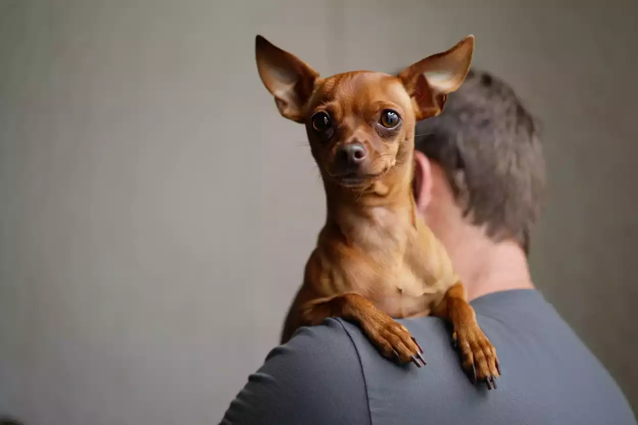 Chihuahua sur les épaules d’un maître, cherchant l’attention