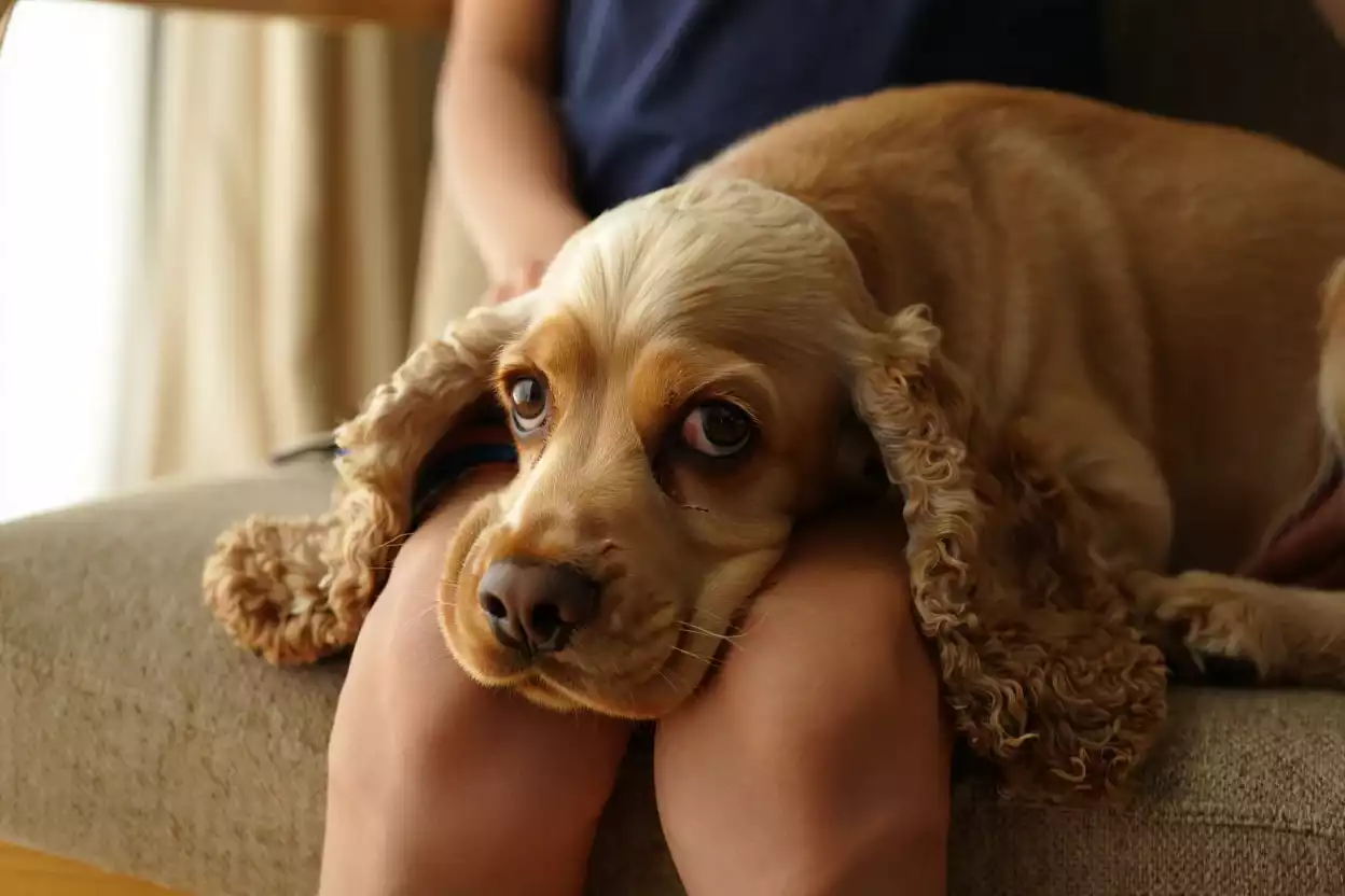 Cocker Spaniel lové près de son maître, en quête de proximité