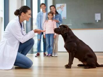 Conseils de vétérinaires pour savoir comment aborder un chien ?