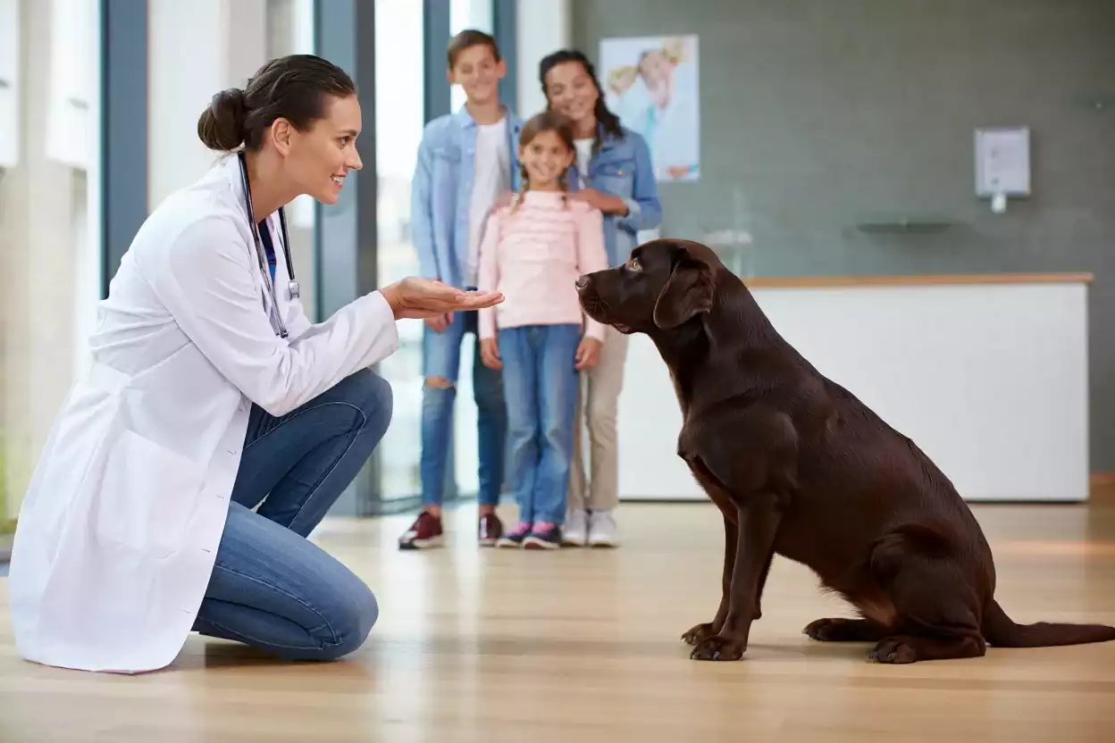 Conseils de vétérinaires pour savoir comment aborder un chien ?