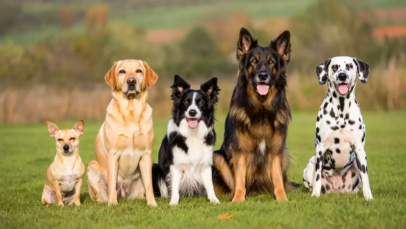 Votez pour le Plus Beau Chien du Nord 2025 : Découvrez Nos 25 Finalistes !