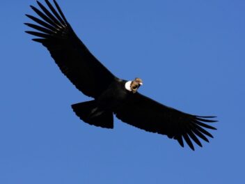 Découvrez les géants du ciel, les plus grands oiseaux du Monde
