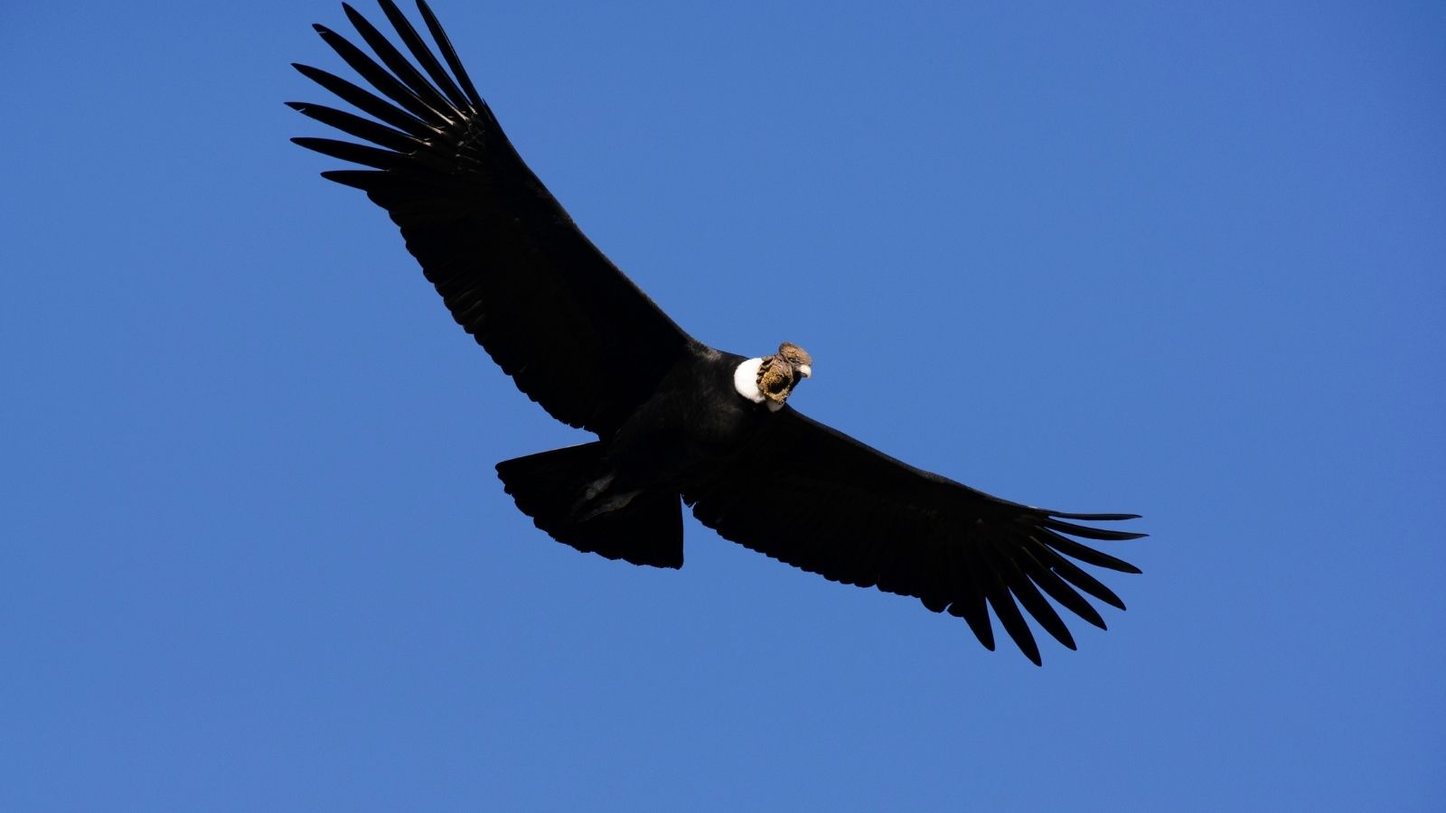 Découvrez les géants du ciel, les plus grands oiseaux du Monde