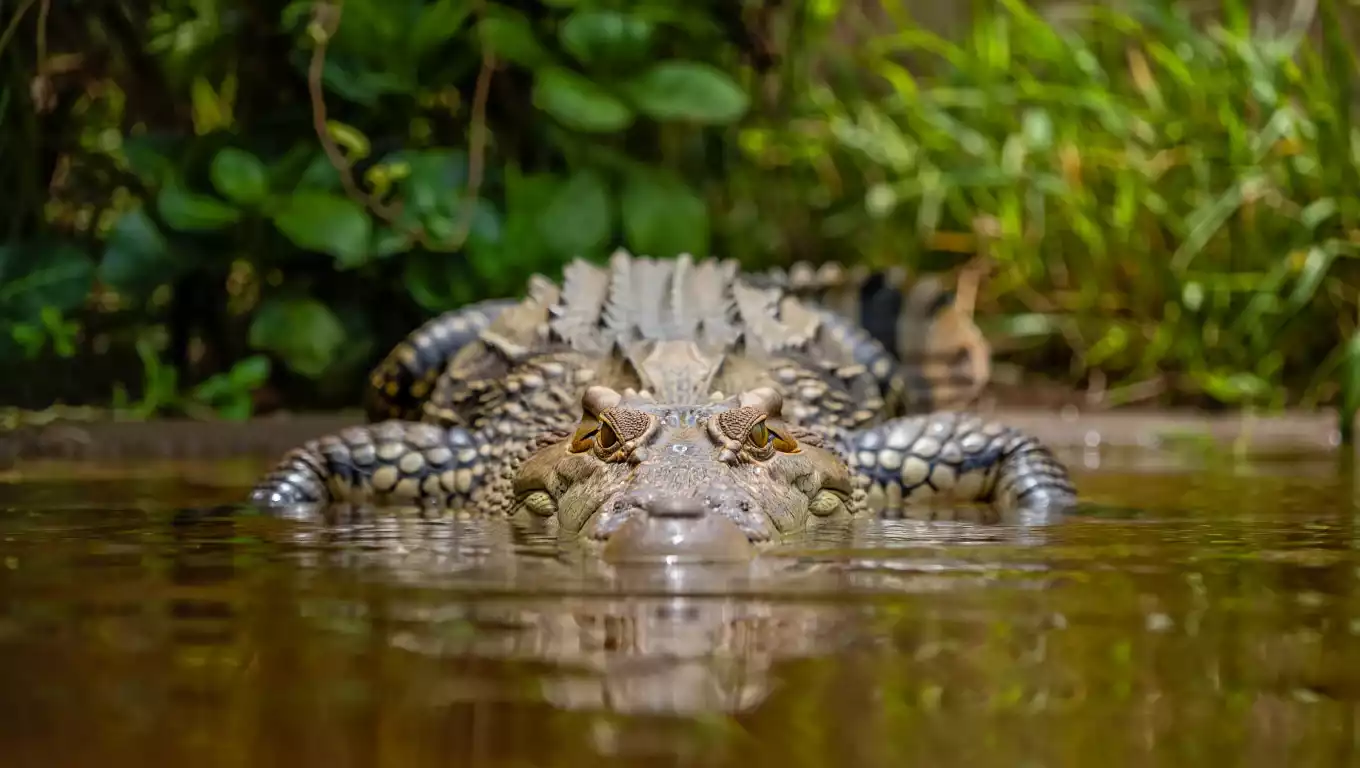 Massacre de crocodiles : pourquoi une ferme a abattu 125 spécimens en voie d’extinction