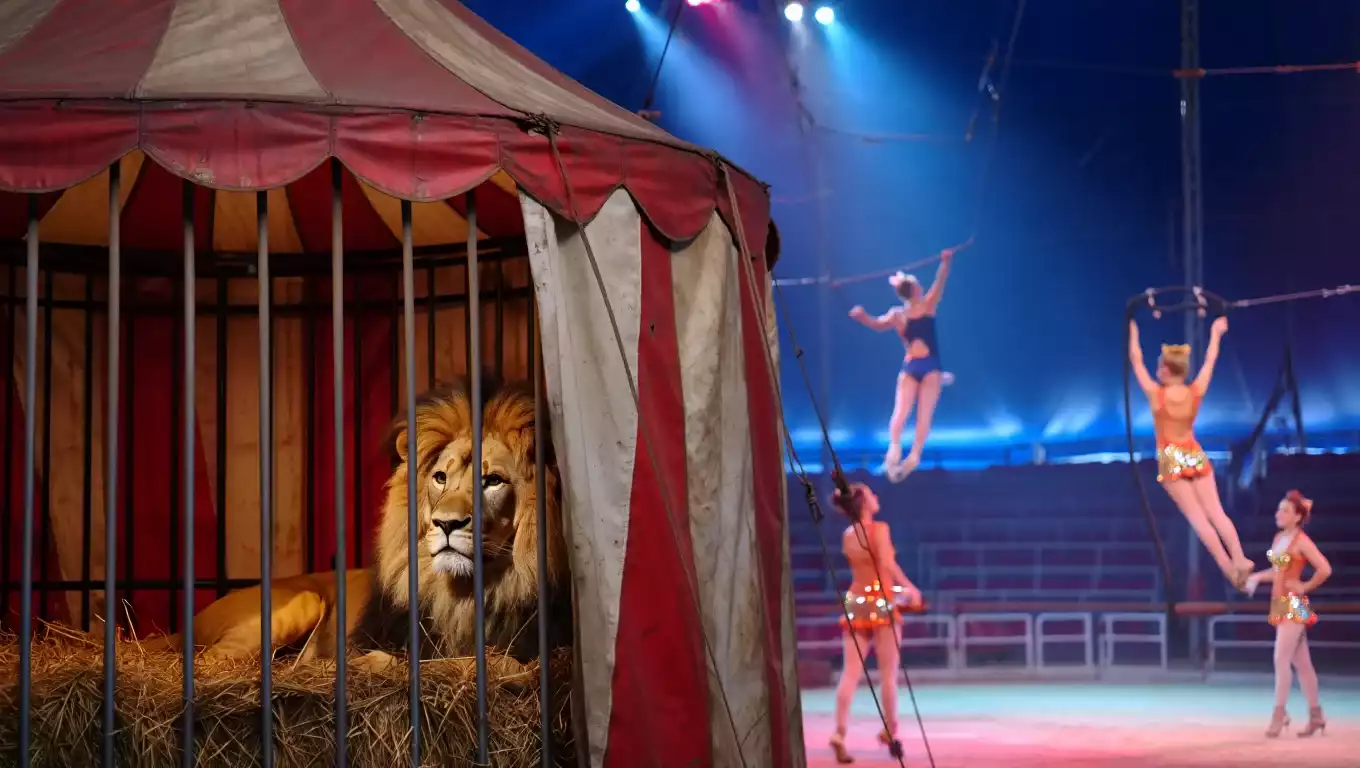 Les cirques français en pleine transformation, la fin annoncée des animaux sauvages