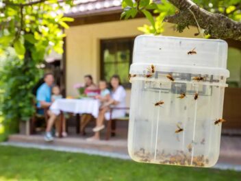 Révélé : les 7 pièges à frelons les plus efficaces en 2025
