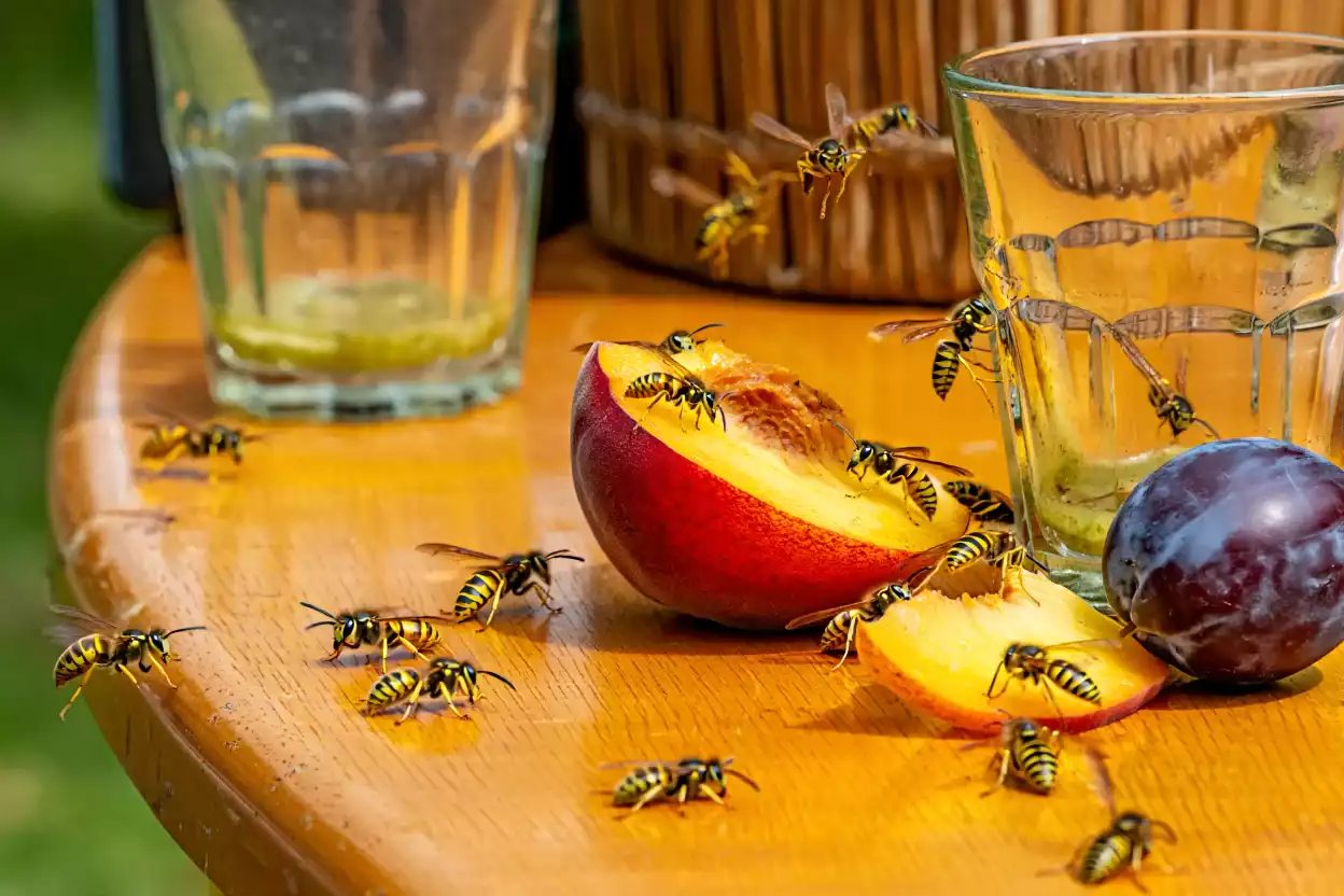 Frelons posés sur des restes de nourriture sur une table de jardin, attirés par des boissons sucrées en plein air.