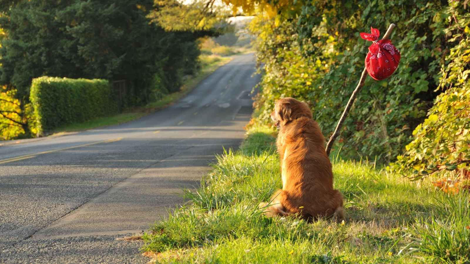 Sécuriser mon jardin sans clôture et éviter la fuge de votre chien
