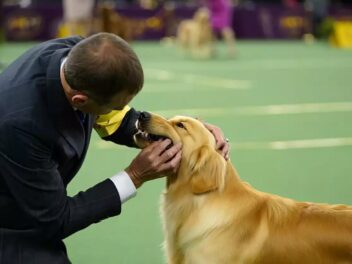 Comment obtenir le CAC chez le chien ?