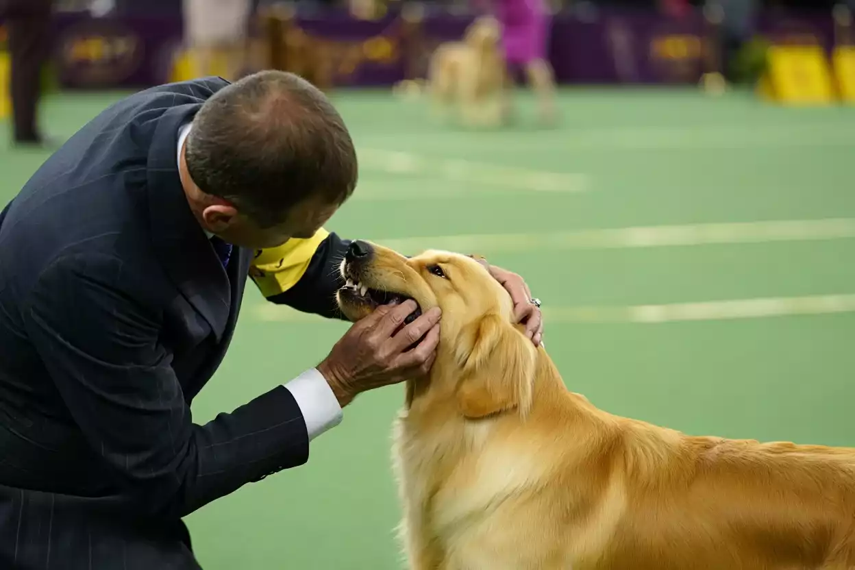 Comment obtenir le CAC chez le chien ?