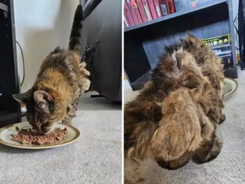 Cette chatte perdue depuis 15 ans cache un secret bouleversant