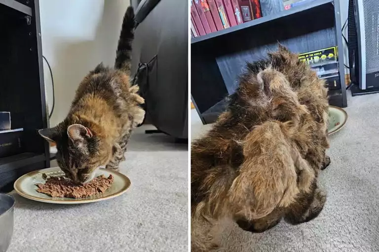 Cette chatte perdue depuis 15 ans cache un secret bouleversant