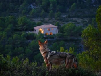 Un loup s&rsquo;invite sur leur terrasse : rencontre inattendue pour une famille du Vaucluse