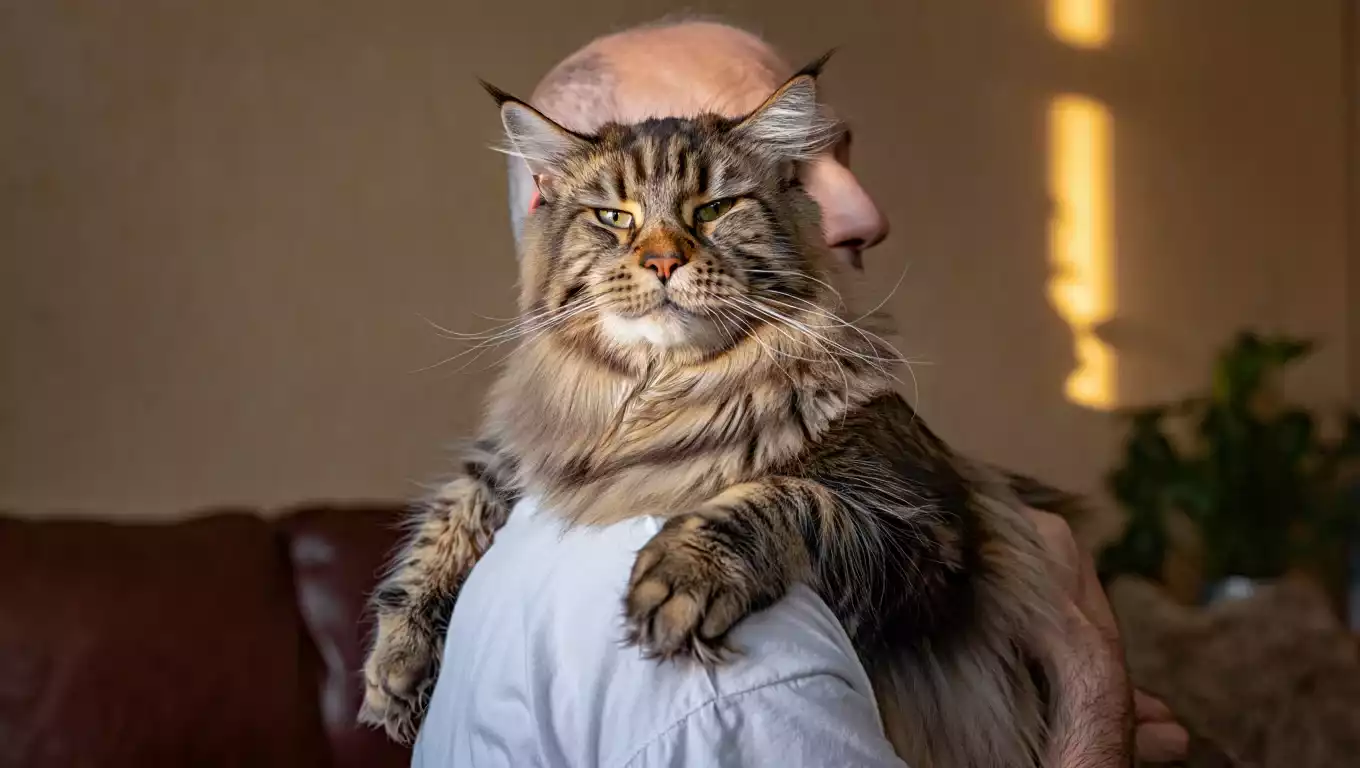 Maine Coon affectueux posé sur les épaules d’un humain, calme et serein