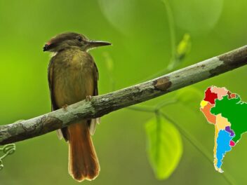 Découvrez le moucherolle royal, un joyau ailé d&rsquo;Amazonie