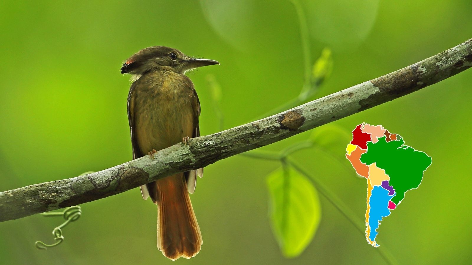 Découvrez le moucherolle royal, un joyau ailé d&rsquo;Amazonie