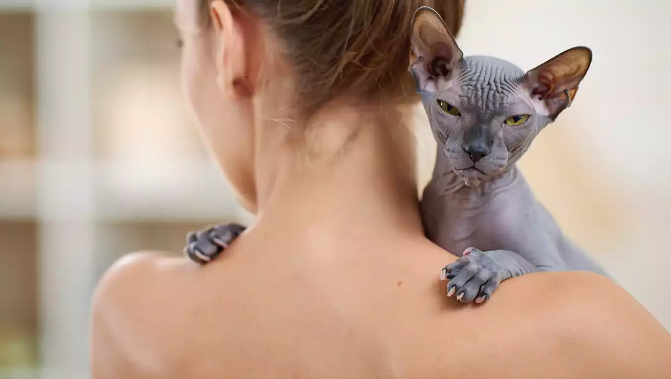 Peterbald sans poil collé sur les épaules d’une personne