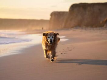 Où promener son chien sur les plages du Finistère ?
