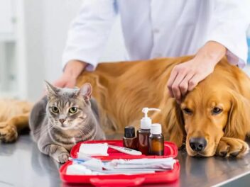 Formation premiers secours animaux à Sens – Sauvez votre chat ou chien en cas d&rsquo;urgence | 5-6 juillet 2025