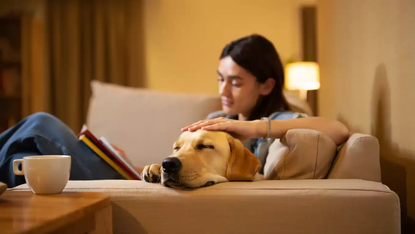 Personne détendue sur un canapé caressant son Labrador, moment calme de vie quotidienne dans un salon chaleureux.