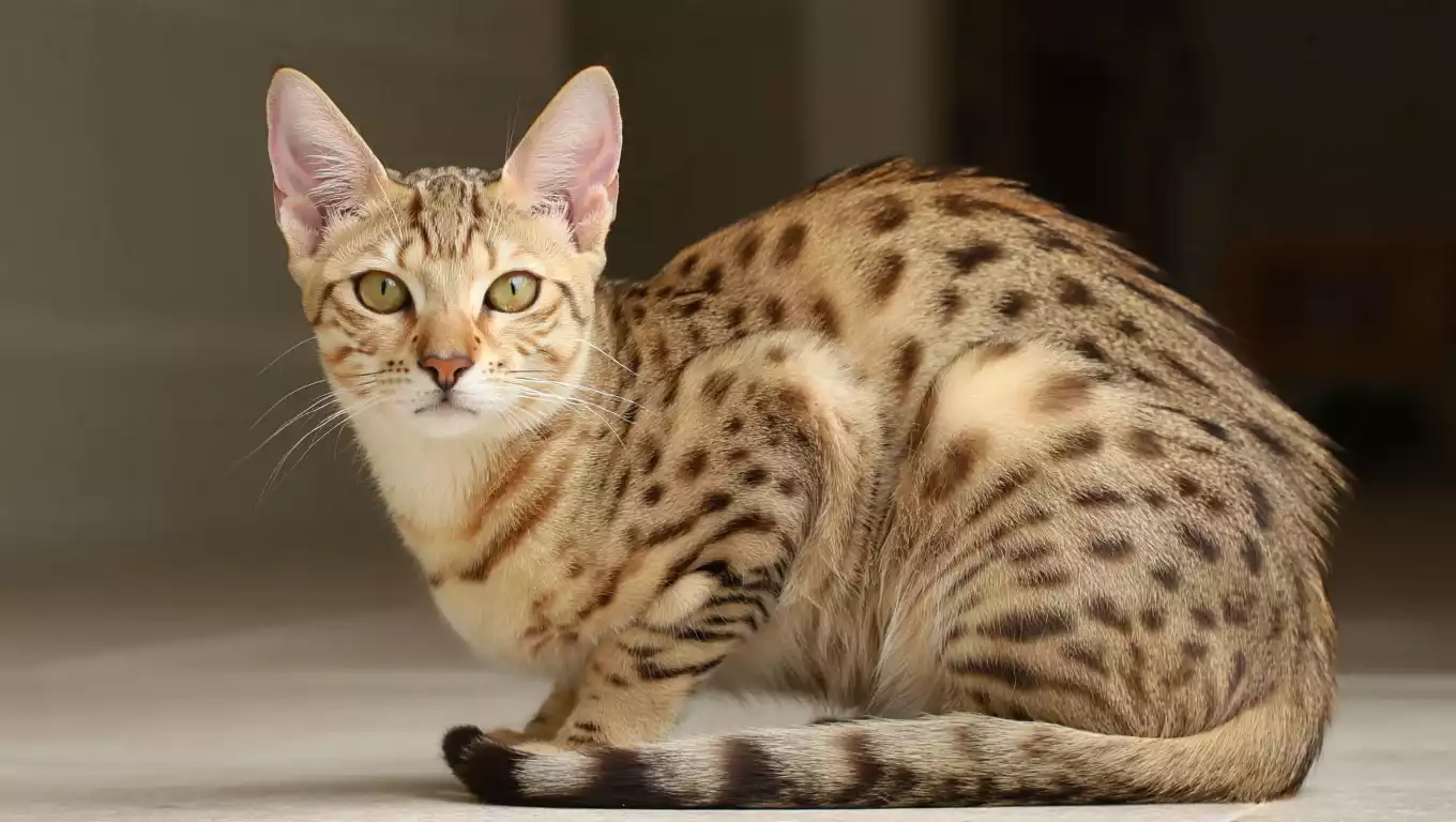 Chat Savannah au corps long et tacheté, inspiré du Serval africain.