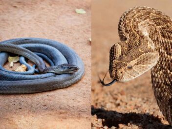 Top des serpents les plus rapides, découvrez les champions de la vitesse