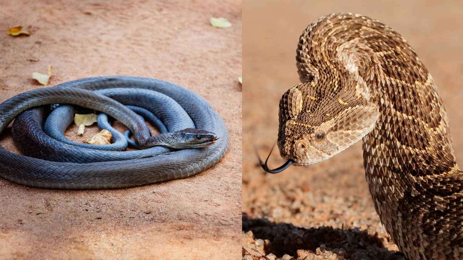 Top des serpents les plus rapides, découvrez les champions de la vitesse
