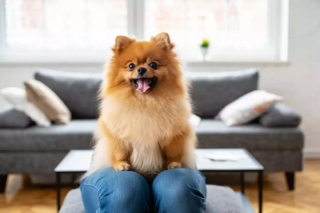 Spitz nain bondissant vers son maître, plein d’énergie et de tendresse