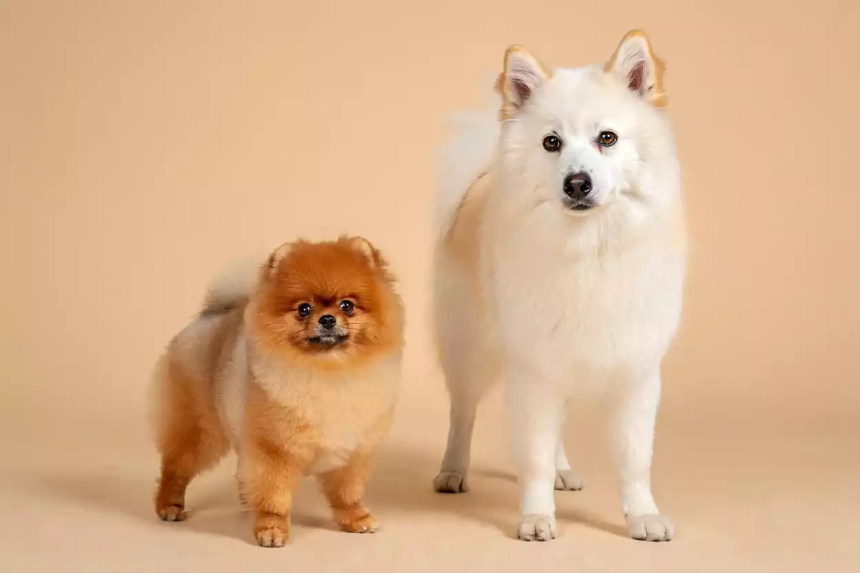 Quel est la différence entre un Spitz nain et un Spitz ?