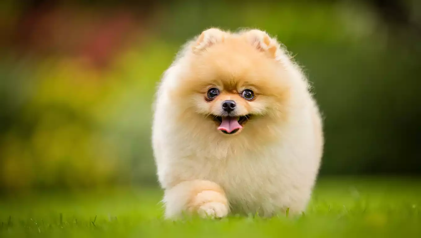 Quel est le prix d’un Spitz nain ? Coût, élevage et pedigree