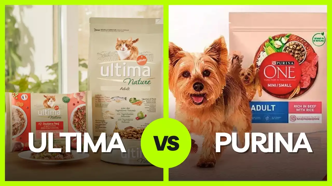 Comparatif 2025 : Choisir entre ULTIMA et PURINA One pour nourrir vos animaux