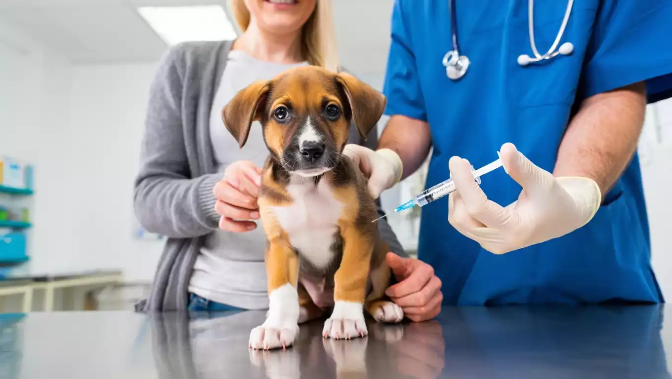 Vaccination d’un chiot contre le parvovirus : une étape essentielle pour sa prévention