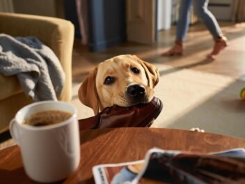 Survivre à l&rsquo;adolescence de votre chien, conseils et astuces