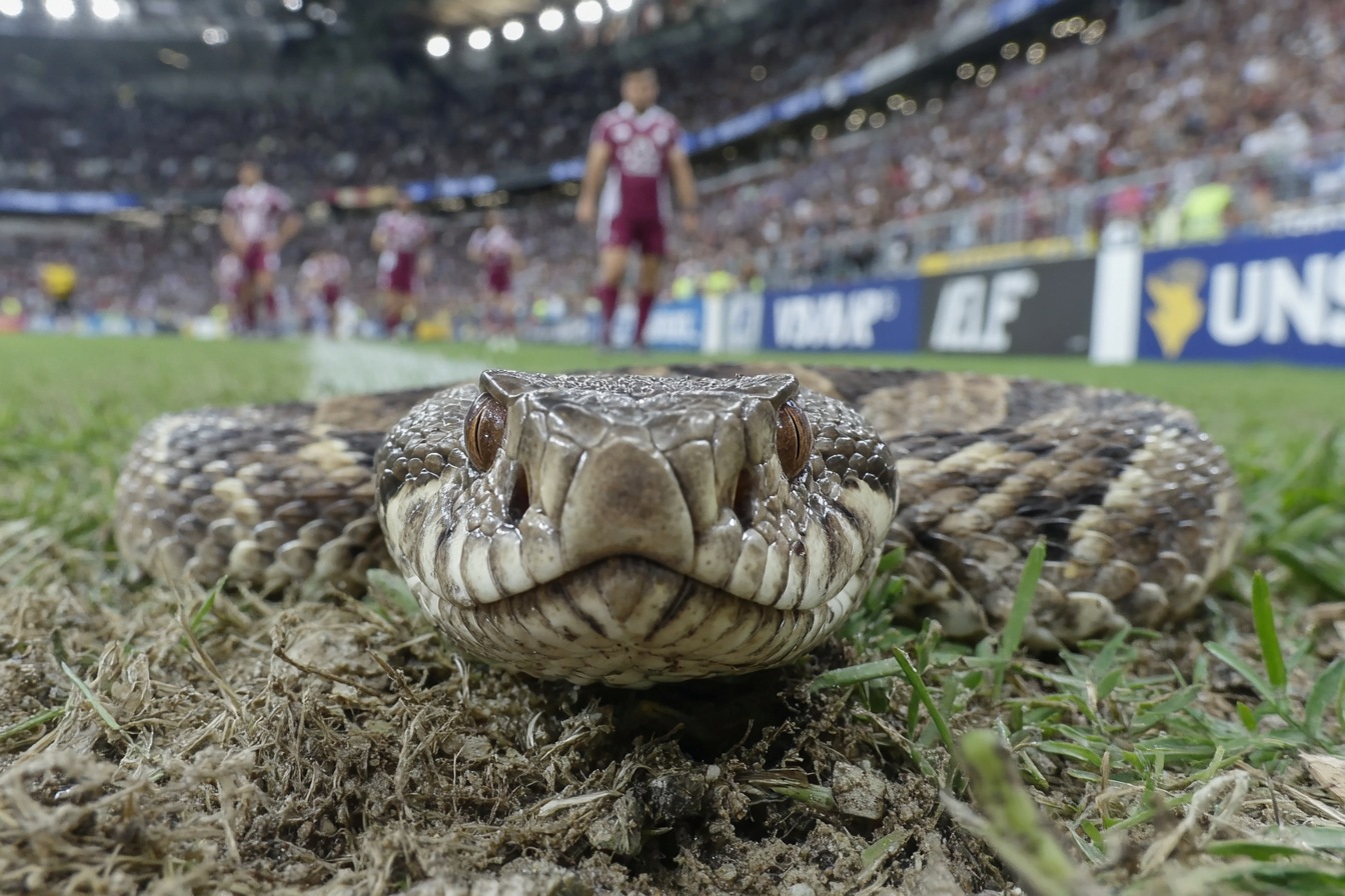 Finale TOP 14 : UBB – Stade Toulousain : et si une vipère s’invitait au Stade de France ?