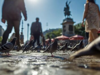 Pigeon en ville : les 5 risques sanitaires méconnus qui concernent tous les citadins