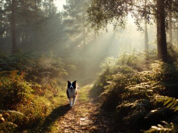 Promenade en forêt : ce que vous avez le droit (ou pas) de faire avec votre chien après le 30 juin