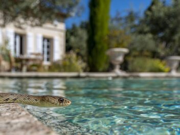 Serpent dans la piscine : ce qu&rsquo;il faut ne surtout pas faire