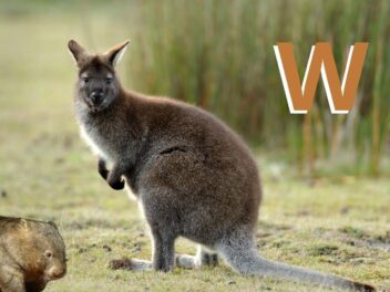 Animal en W : Les animaux commençant par la lettre W